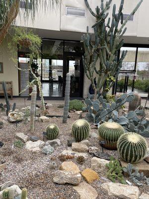 succulents outside the cafe