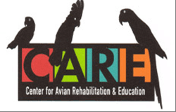 Center for Avian Rehabilitation & Education