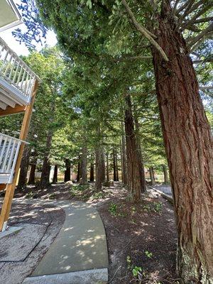 A little redwood forest among condo complex in Daly City