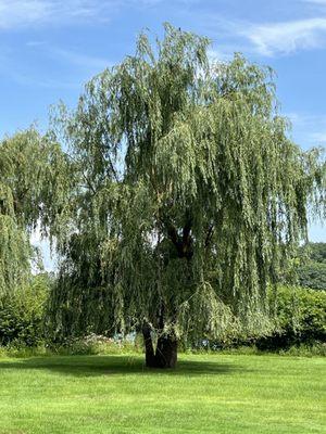 A weeping willow on the ground by the water