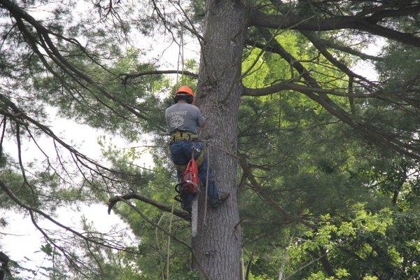 Free Climbing