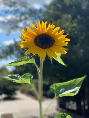 Sunflower on the sidewalk nearby