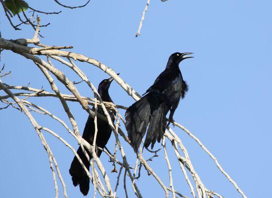 Great-Tail Grackle