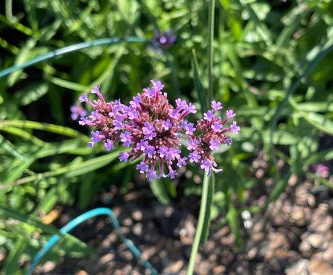 Purpletop Vervain.