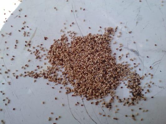 Drywood Termite Pellets (Termite droppings)