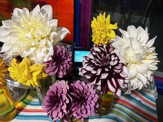 Dahlias