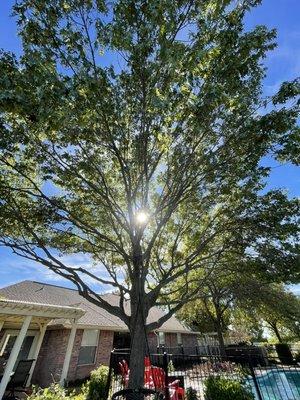 Tree trimming services