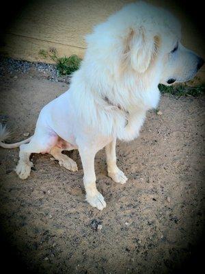 Goliath's First groom went well! We love his lion cut!!!