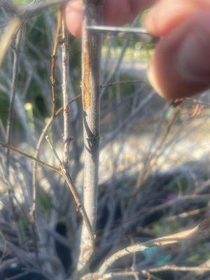 Shaved branch as requested