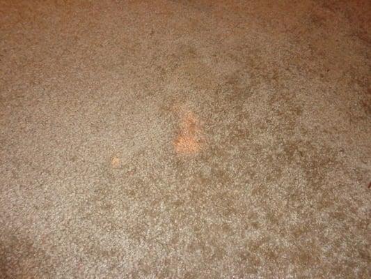 Discolored carpet, area 3