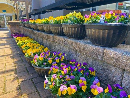 Pansy container gardens