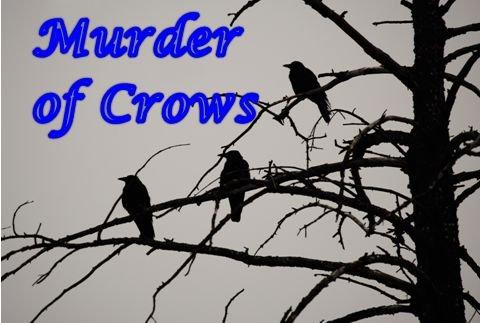 Murder of Crows may be inspired by Edgar Allen Poe but EVERYBODY will love it.