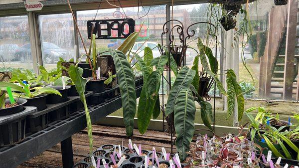 Philodendrons hanging