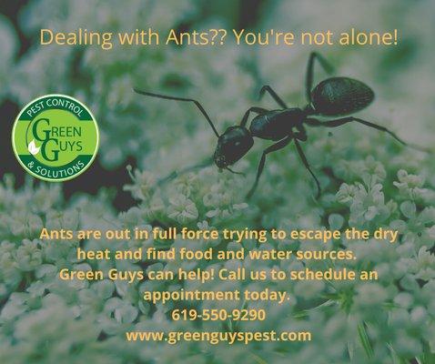 Ant control and pest control for your home. call us today