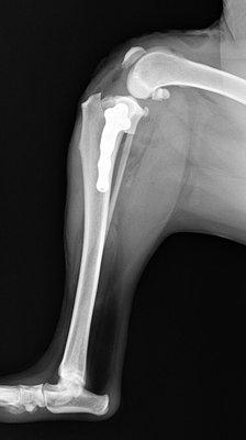 Standard TPLO repair of a torn cruciate ligament in a medium sized dog.