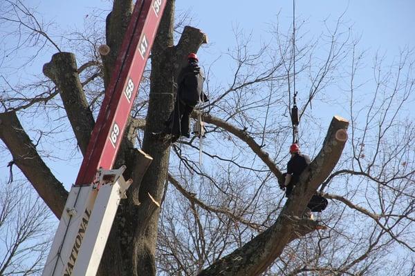 Climb-Ax Tree & Crane Service