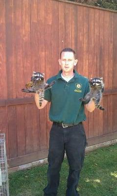 Raccoon Removal In Pacific Palisades