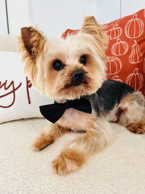 Mr. Clyde looking very dapper in his black tie.