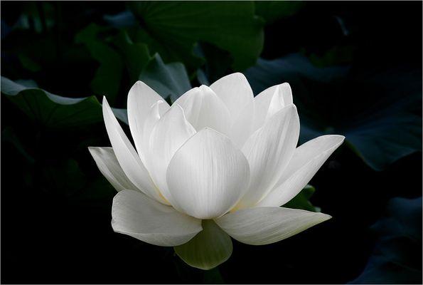 The lotus is a powerful symbol for overcoming adversity.