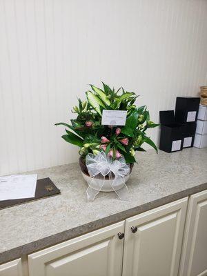 A dish garden for a funeral