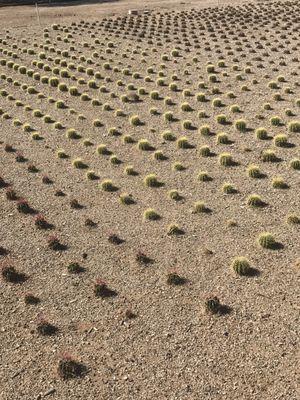 Desert Trees nursery propagating cacti