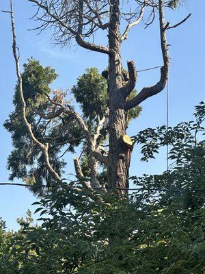 Halfway through the process of removing 65ft tree.