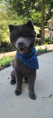 Kuma after his spa day at Dtails