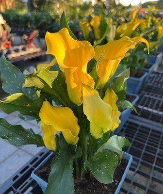 Calla Lilies are here!