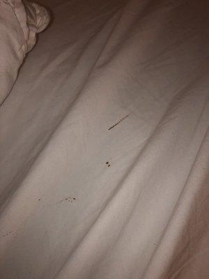 Blood from squished bed bugs that were biting us