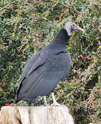 Black vulture