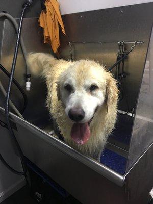 Max loves his baths!