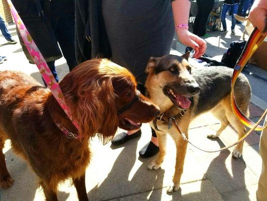 Anders & Scout hanging out at Pints for Pups!