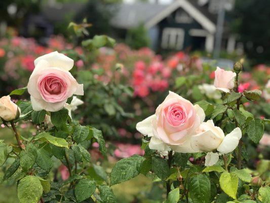 Roses on the Bike Around Portland tour