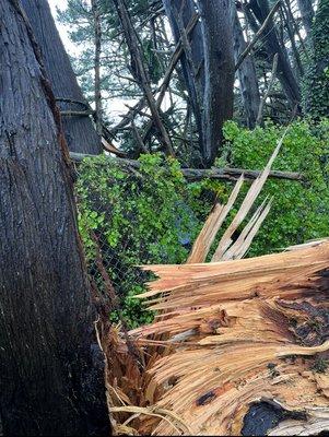 New Sky Tree Svc. Inc. Completed this hazardous remains of a tree