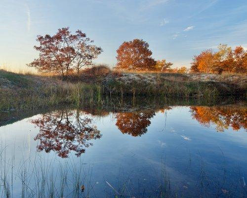 My latest photo from a Chicagoland nature preserve.