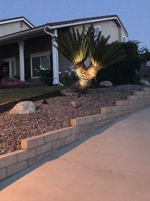 After Fred Moran and his crew finished: clean beautiful low maintenance with highlighted sago palm. We love his work!