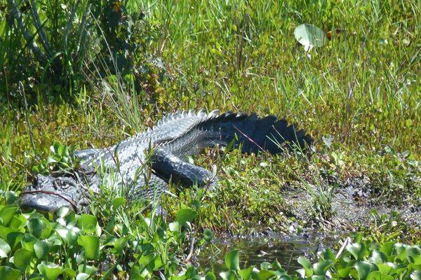 Yes folks our alligators are real.