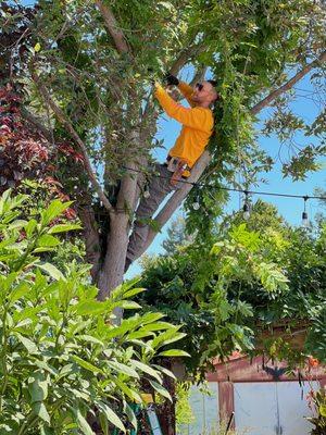 Always grateful when I get to work in the canopy of a tree, it feels like home.