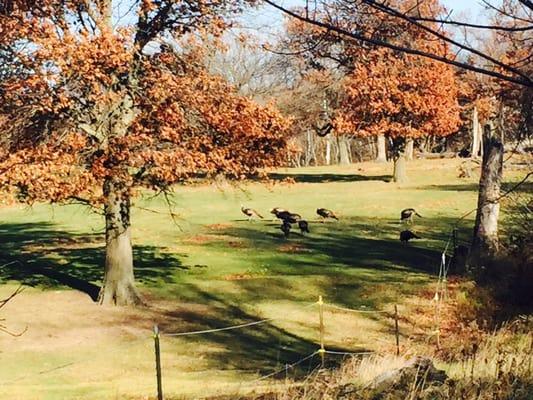 Wild turkeys