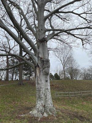 Beautiful bark on this tree but I forgot it's name!