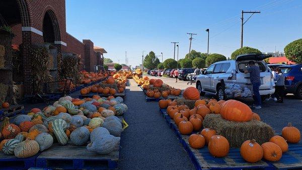 Pumpkins outside