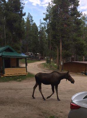 Highlight of our stay was this moose.