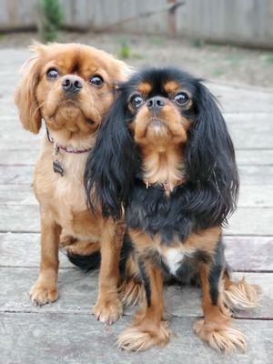 Happy patients, Brody & Nugget!