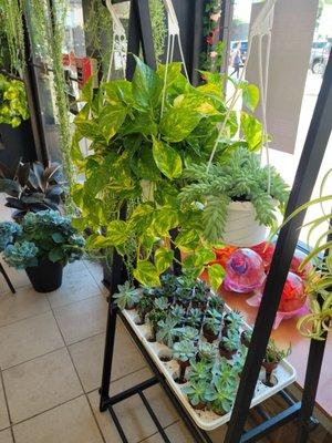 Brand new selection of plants