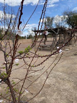 Cherry tree