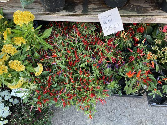 Varieties of peppers!