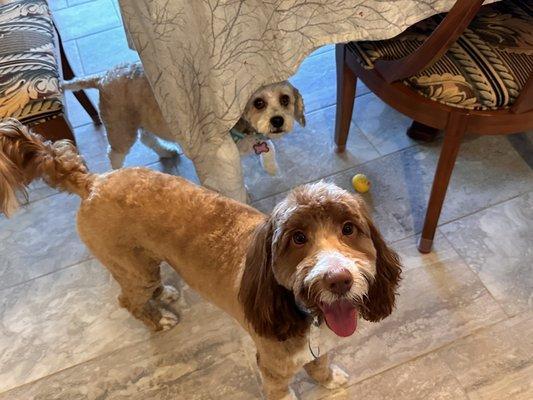 Gatsby and Sherlock fresh from The Pet Groomer to their Puppy  Birthday    party .