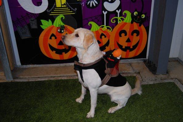 Doggy Halloween Party