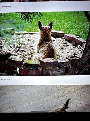 Woofie loved his sandbox