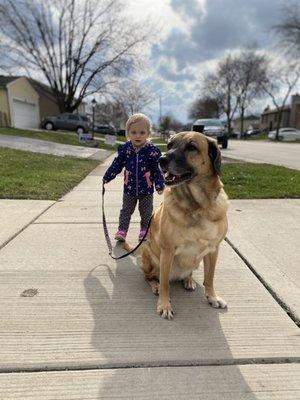 Our 18 month old walking our dog, Bella. @KountryPetResortandTrainingCenter obedience classes are worth it.